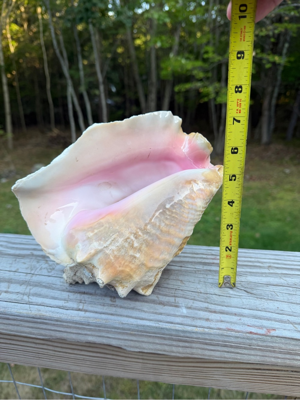 Queen Conch SeaShell - Picture 6 of 12
